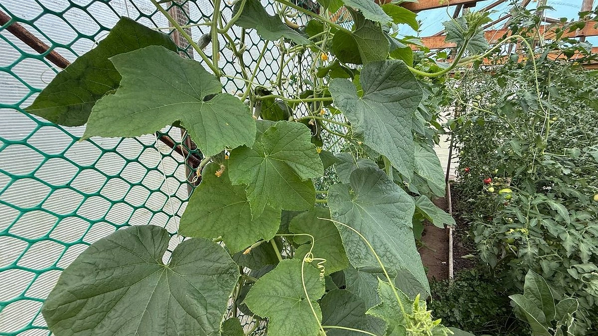 Главная картинка новости: Не зола и не коровяк: вот чем успеть подкормить огурцы в июле – с одного куста снимаем по 7 килограммов зеленцов