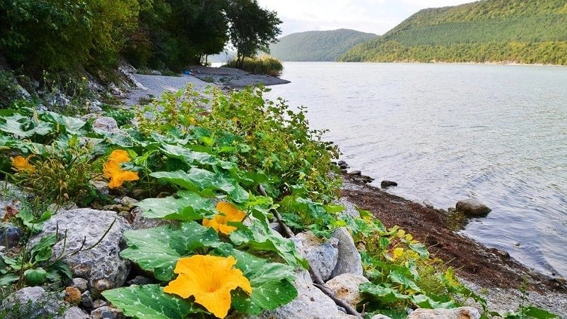 Новороссийцы сегодня с самого утра остались без воды