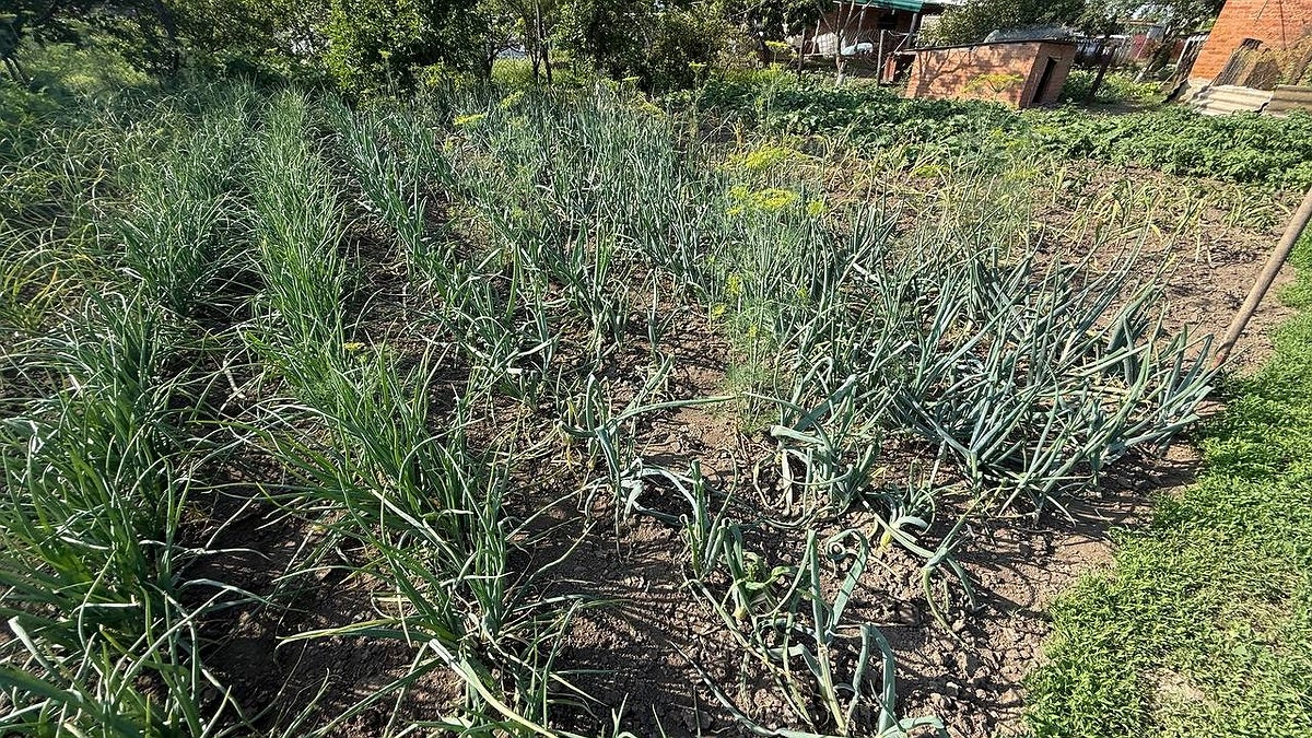 Главная картинка новости: Луковицы выросли с кулак: чем подкормить лук в июле, чтобы собрать богатый урожай