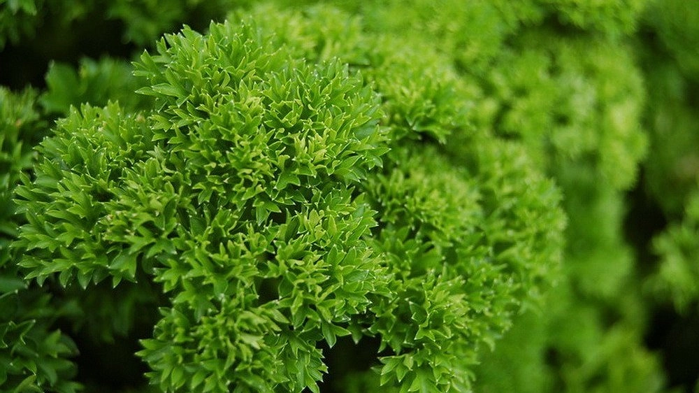 Петрушка - вне закона? За выращивание зелени теперь можно получить административное наказание