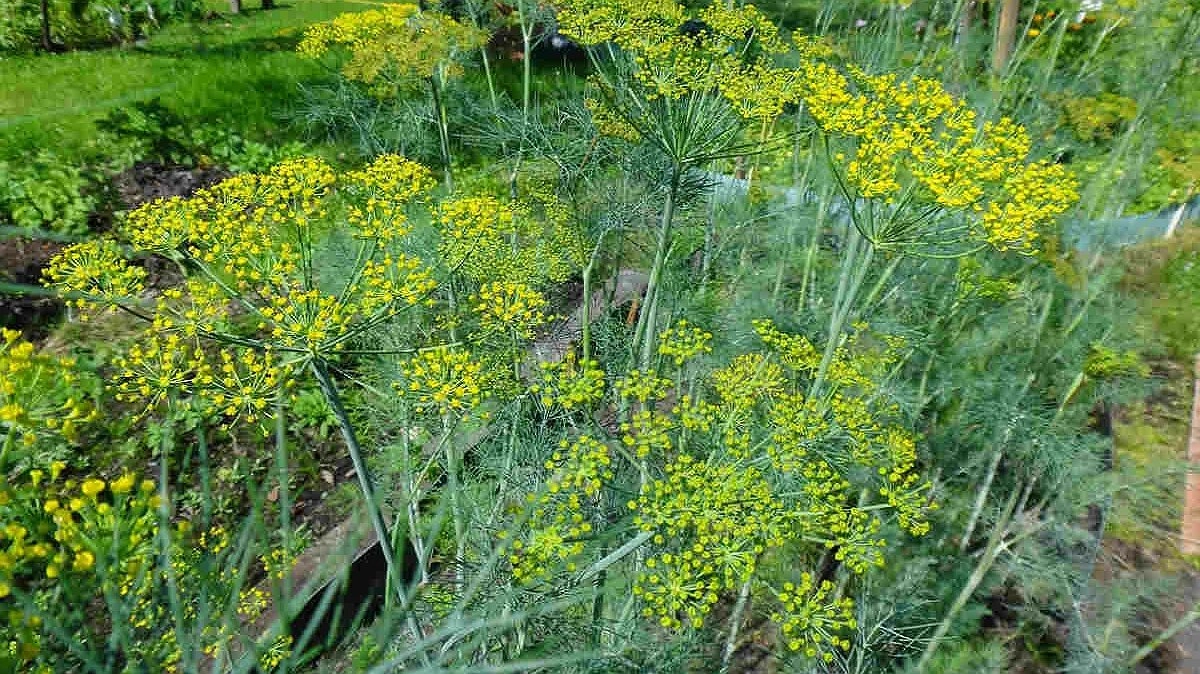 Как вырастить густой укроп без зонтов: 2 проверенных метода от агрономов