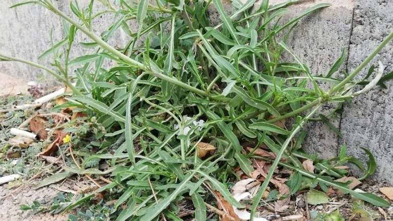 Рукола захватывает клумбы Новороссийска