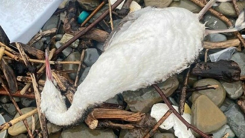 Главная картинка новости: В Новороссийске выяснили причину массовой гибели птиц