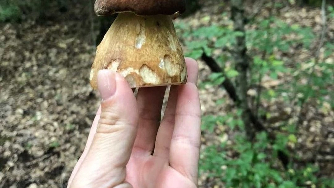 В окрестностях Новороссийска, Геленджика и Анапы появились грибы