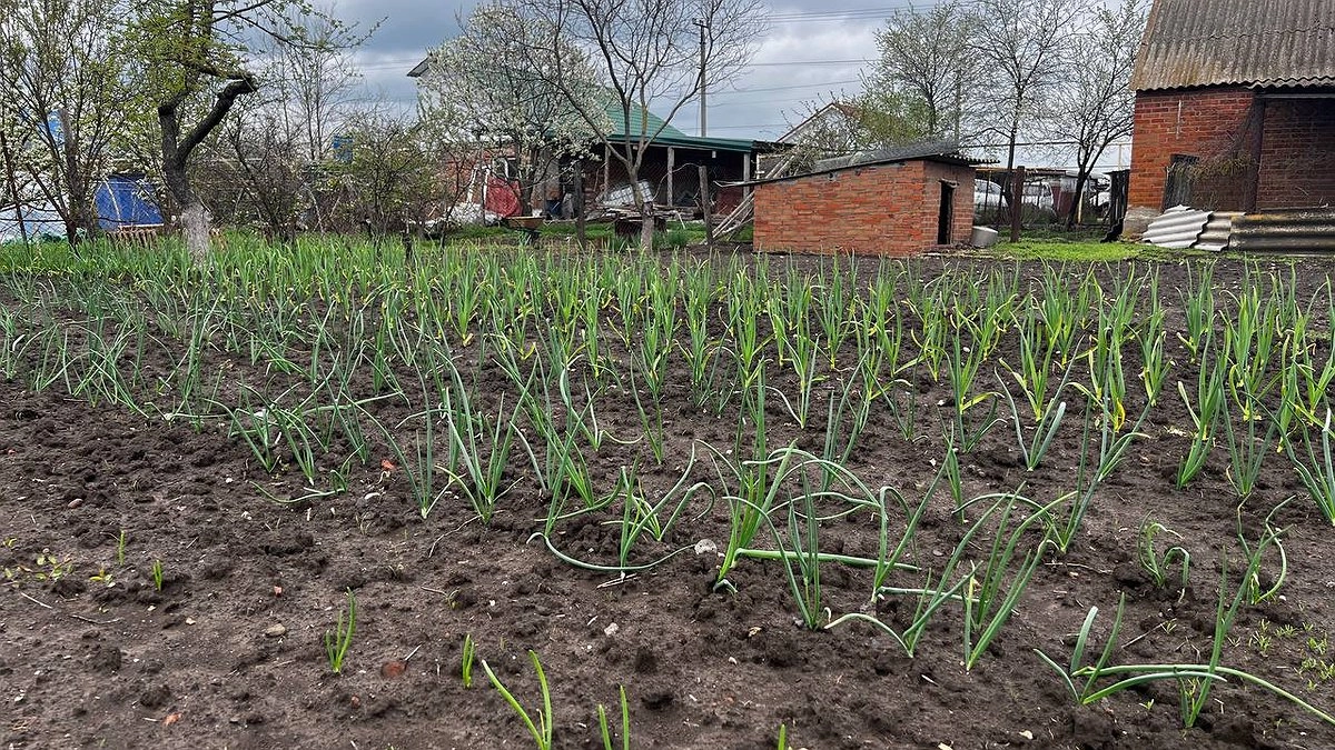 Главная картинка новости: Всего 2 ложки в воду — и луковицы размером с арбуз: перья не пожелтеют и не завянут