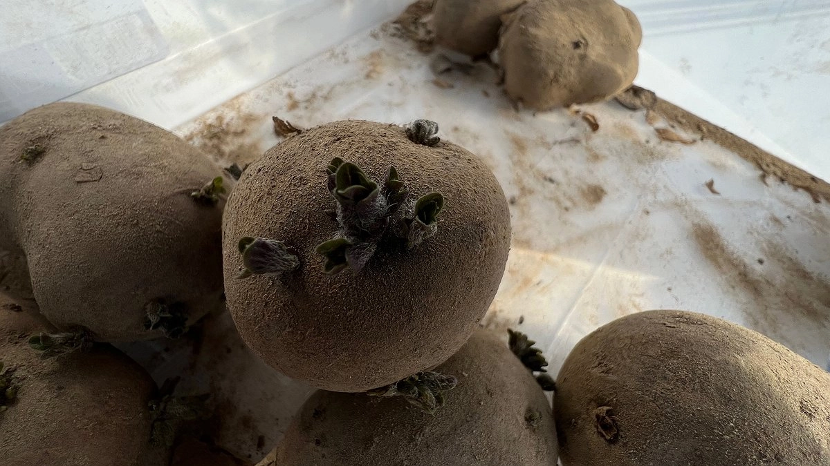 Я годами сажала картошку неправильно: за 3 недели до посадки делаю это — урожай удвоился