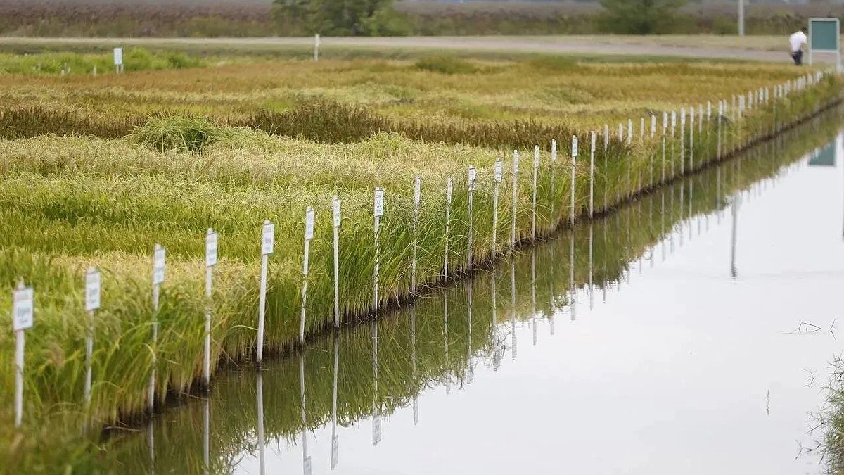 На Кубани стартовал сев риса: под культуру отведено около 100 тысяч гектаров