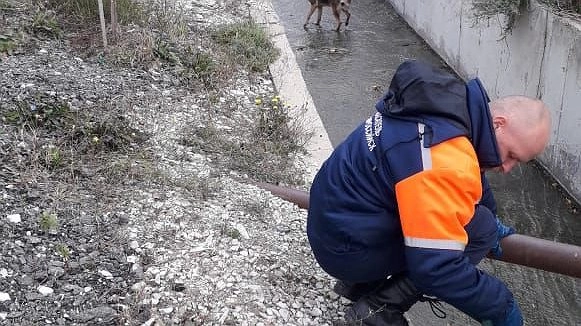 Спасатели Новороссийска помогли собаке выбраться из ливневки