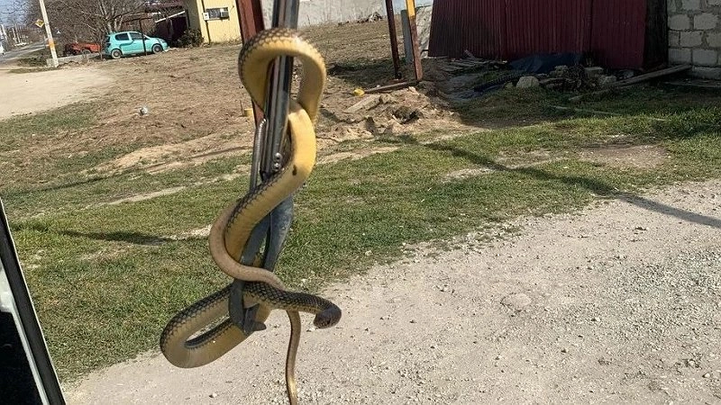 В Новороссийске спасатели освободили жилье от змеи: весна приносит неожиданных гостей
