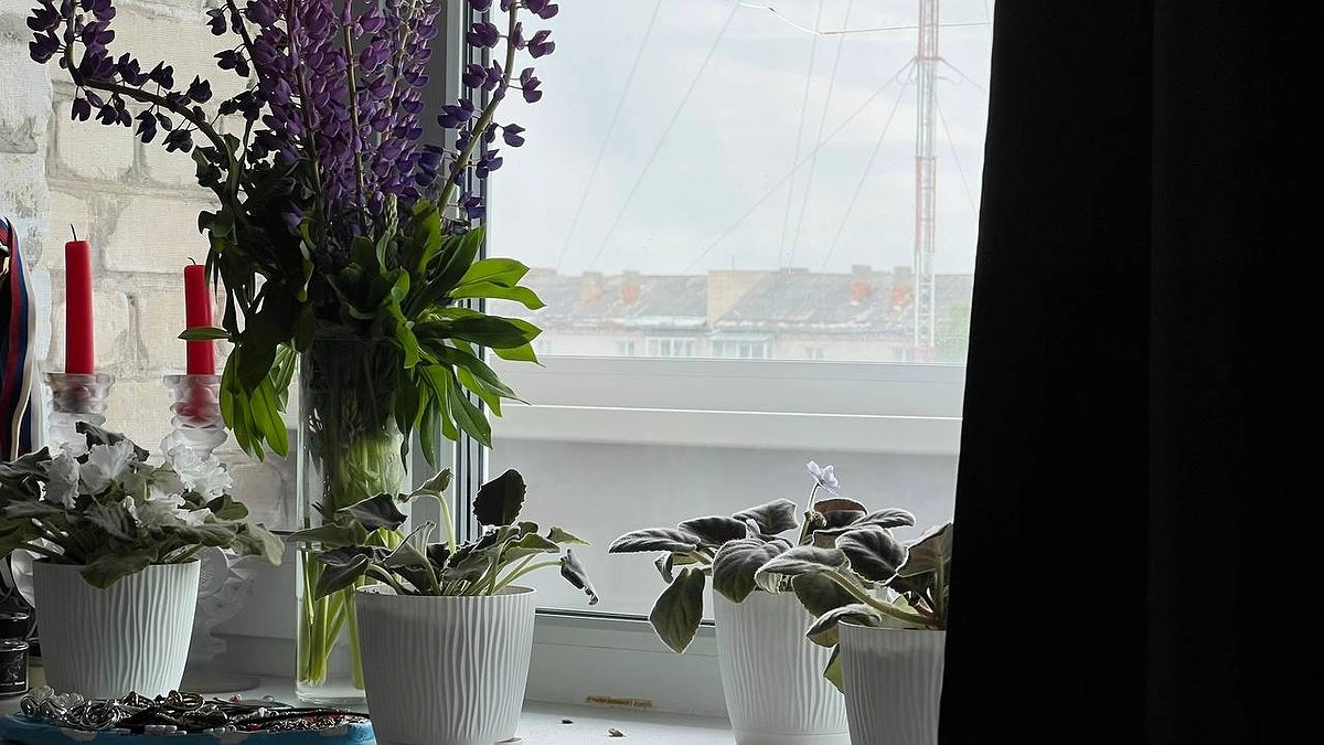 Не поливаю почти никогда: 5 шикарных комнатных цветов, которые выживут, даже если вы в отъезде