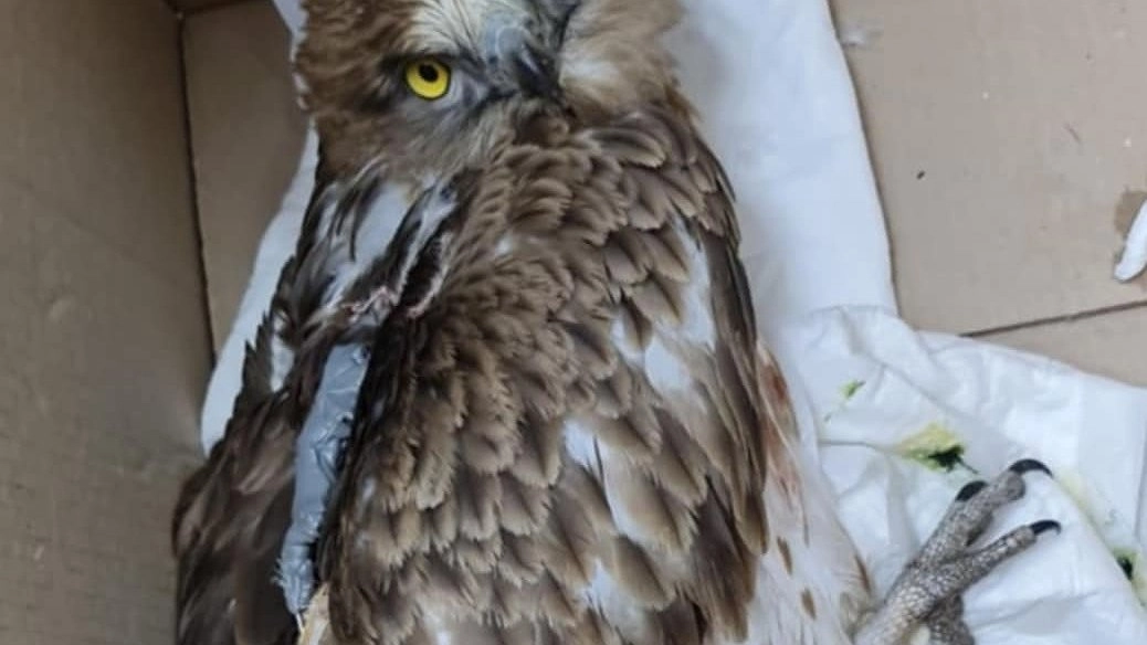 Главная картинка новости: Под Новороссийском подобрали орла-змееяда со сломанным крылом