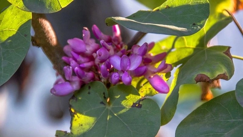 Главная картинка новости: В Новороссийске в октябре цветут церсис и сирень, поют цикады