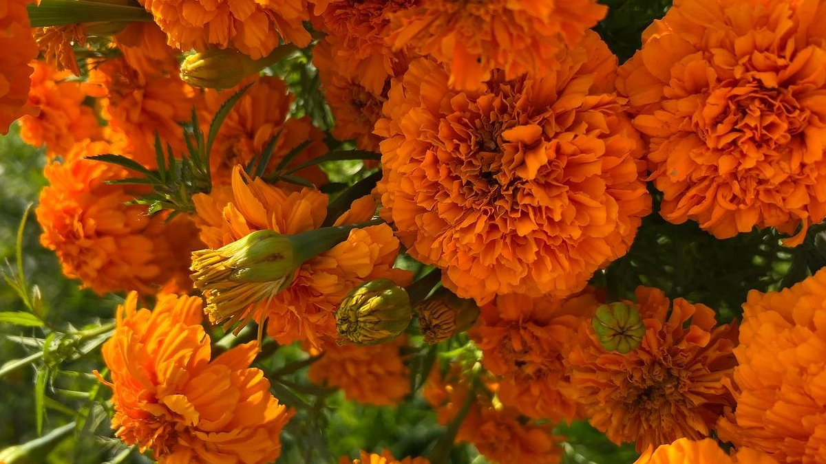 Где в Новороссийске увидеть цветущие сады и первоцветы — фоторепортаж с весенними адресами