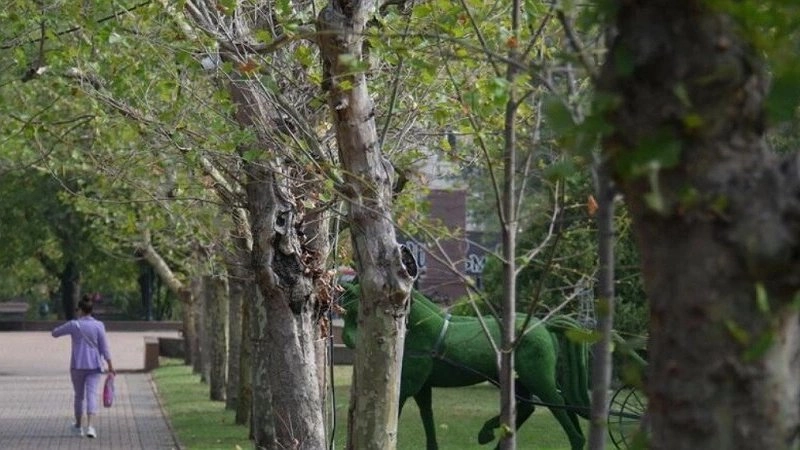 Главная картинка новости: В Новороссийске в паре Ленина гибнут многолетние платаны