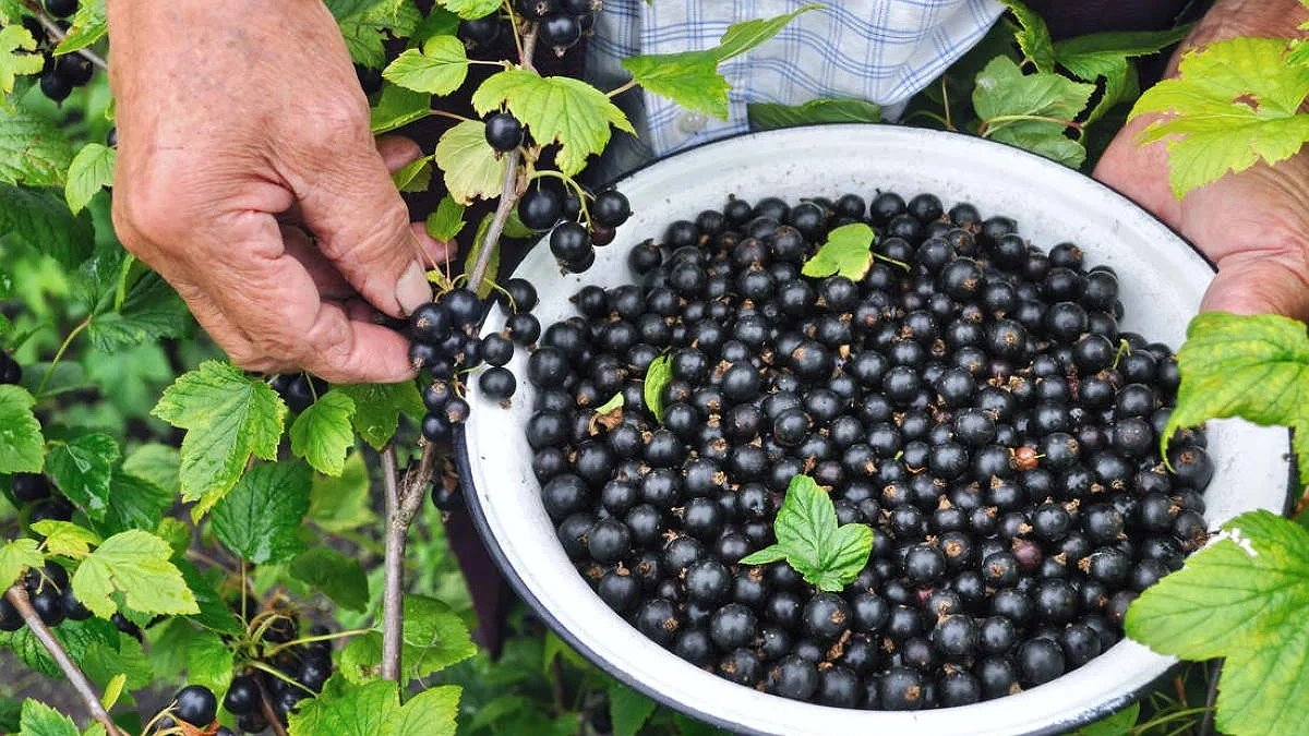 Не стоит отдавать излишки овощей со своего участка - вот серьезные причины