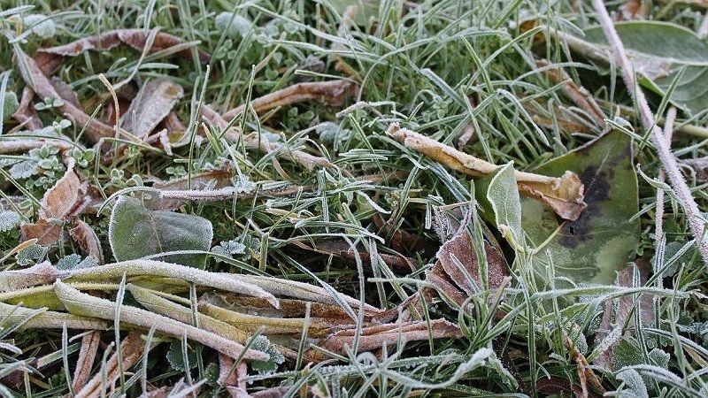 Гидрометцентр предупредил о заморозках до -5 градусов