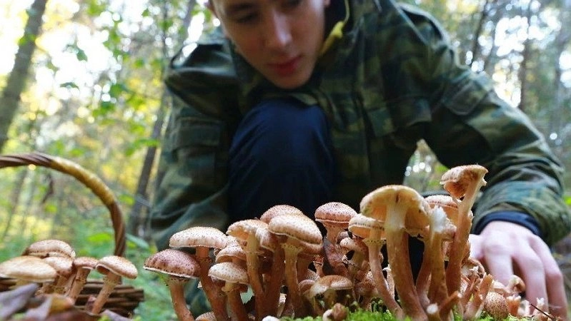 В Геленджике несколько человек отравились грибами