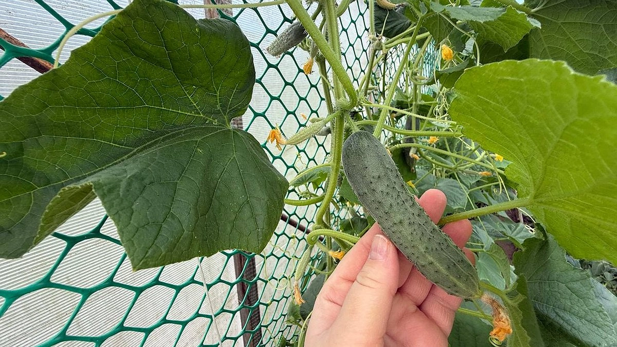 Почему у огурцов бледнеют листья: 7 причин и что делать прямо сейчас