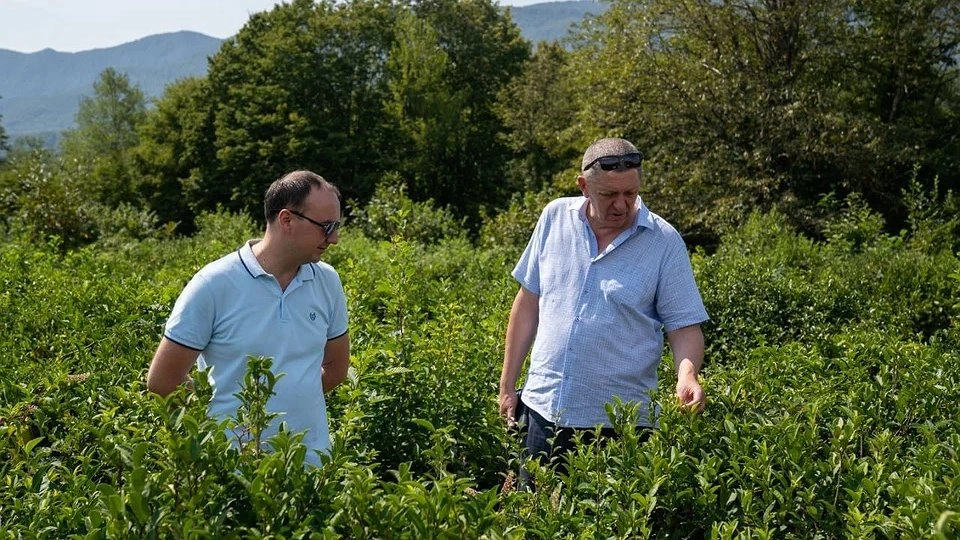 Исторический урожай: чаеводы Туапсе впервые за десятилетие собрали более 100 кг чайного листа