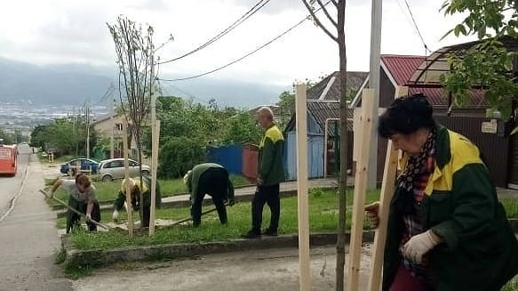 Главная картинка новости: За 5 лет в Новороссийске срубили 3 тысячи деревьев и высадили 4108 саженцев
