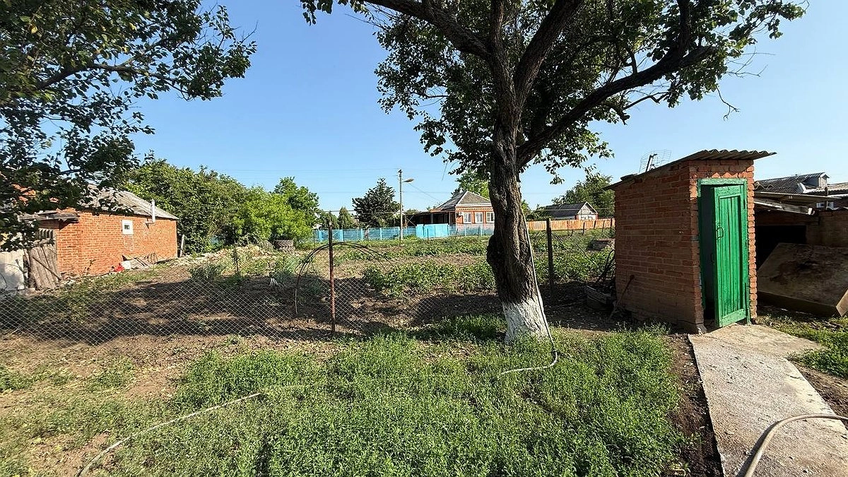 Главная картинка новости: «Пичкаю» огурцы этим, и уже 2 года собираю по 15 кг плодов с каждого куста