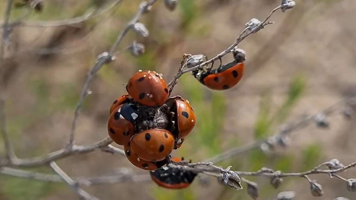 На пляжах Анапы туристов кусают божьи коровки