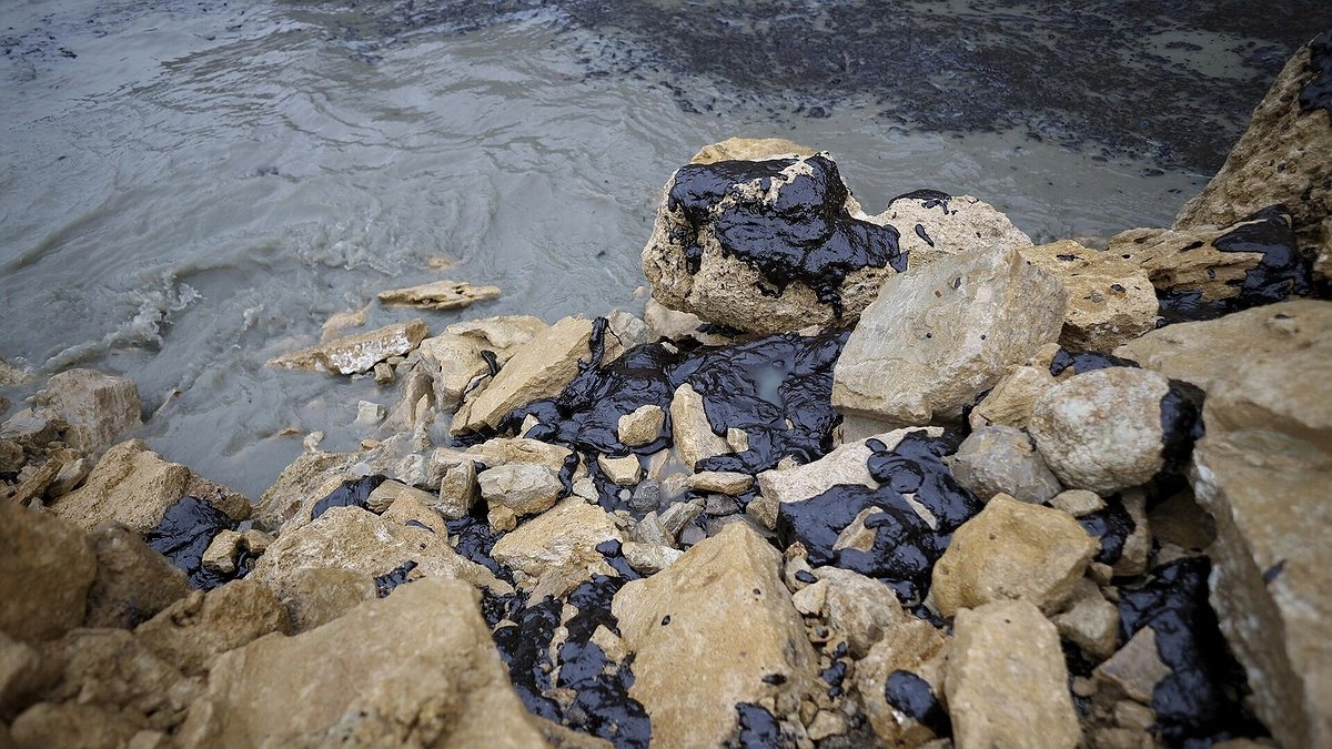 Нефтяное пятно убивает птиц у берегов Анапы — 200 жертв за двое суток