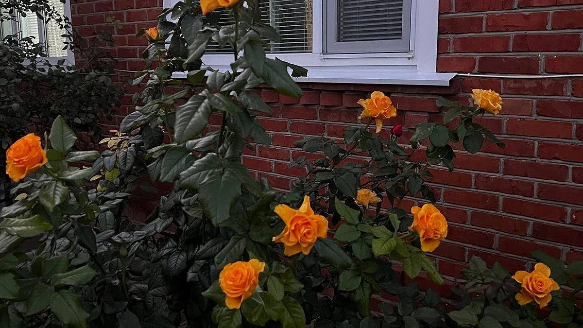 Станут королями сада! Вот чем заменить петунию: нашел цветы, которые красивее и проще в уходе