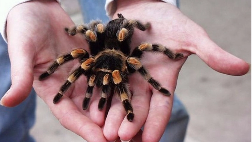 Главная картинка новости: Не для арахнофобов! Новороссийцам покажут экзотических пауков-хищников