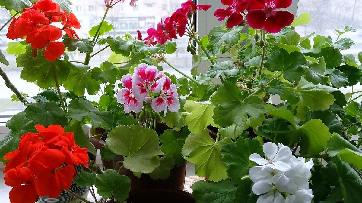 3 горошины в горшок — и герань преобразилась: кущение буйное, цветоносов тьма — хоть на букеты режь. Мощная подкормка