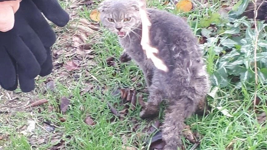 Новороссийские спасатели достали кота из выгребной ямы