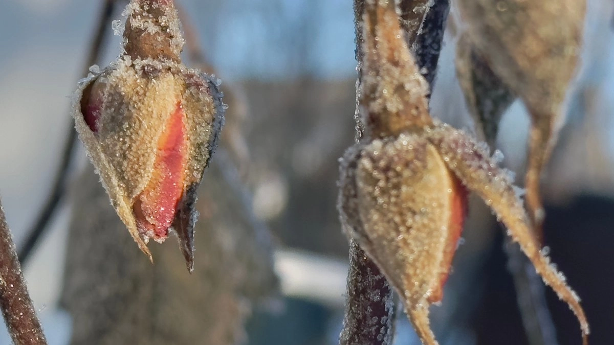 Морозы вернутся в феврале: синоптики назвали даты новых похолоданий после оттепели