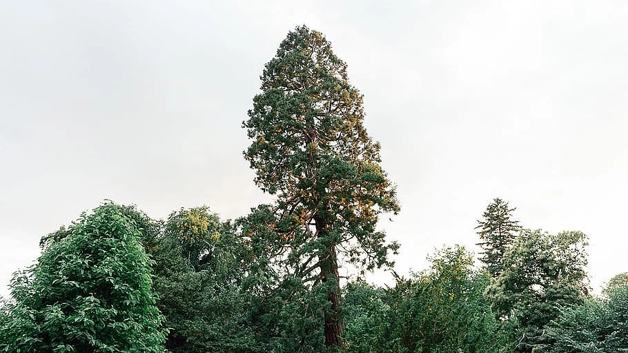 Гигантские секвойядендроны: уникальные деревья Краснодарского парка Галицкого