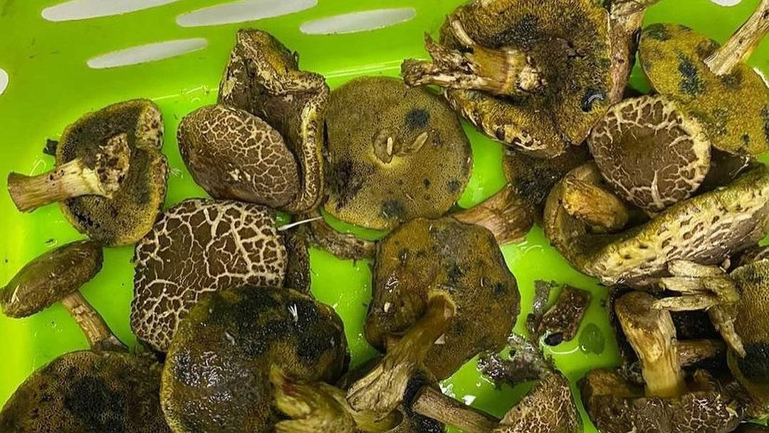 Грибники Новороссийска продолжают делиться фотографиями своего урожая в сети