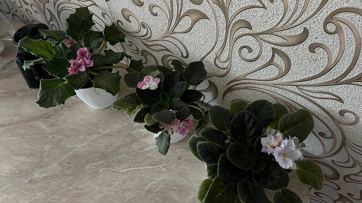 Фиалки ноябрьским днем: поливаю их копеечным аптечным средством — через 2 недели они взрываются цветом