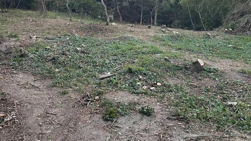 В Новороссийске вырубают краснокнижные деревья