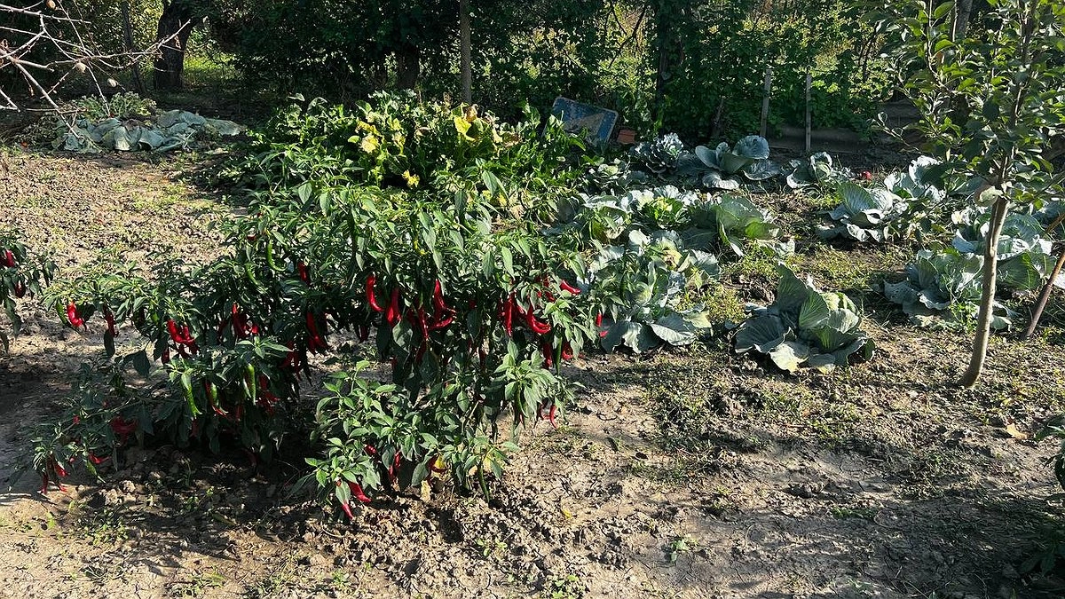 Главная картинка новости: Это удобрение валяется под ногами: просто посыпьте грядку. Огород скажет вам "спасибо"