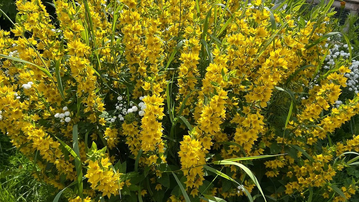 Главная картинка новости: Цветочный сад без хлопот: 7 растений, которые можно посеять сразу в грунт и забыть о рассаде