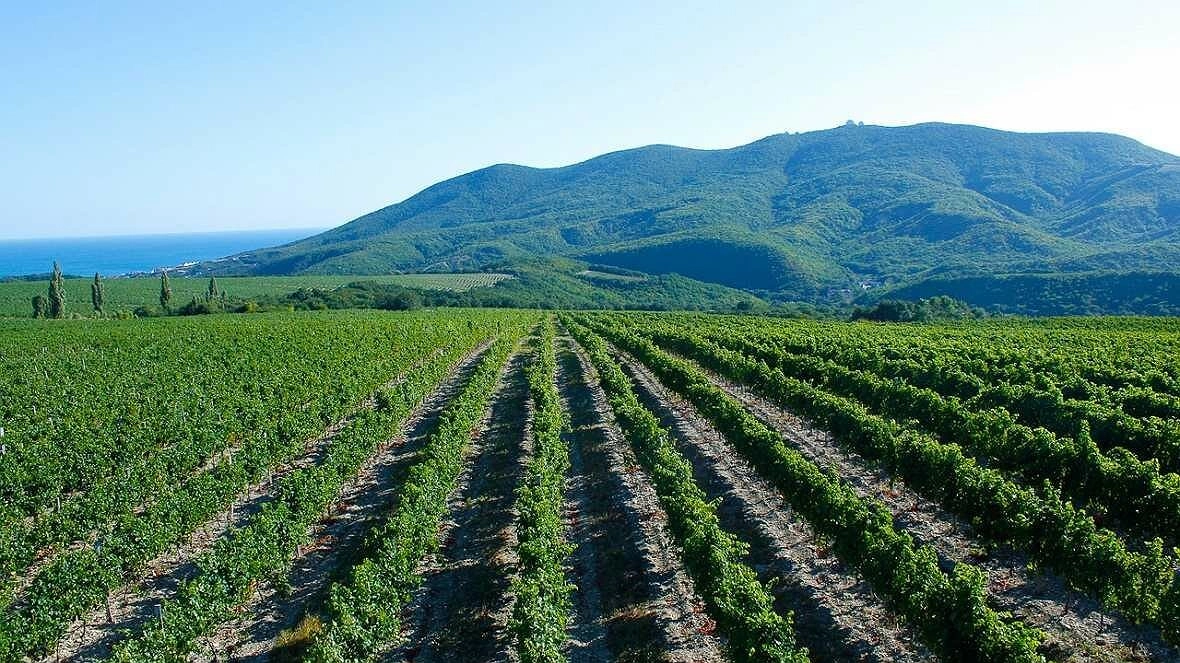 Новороссийские виноградники больше не будут вырубать