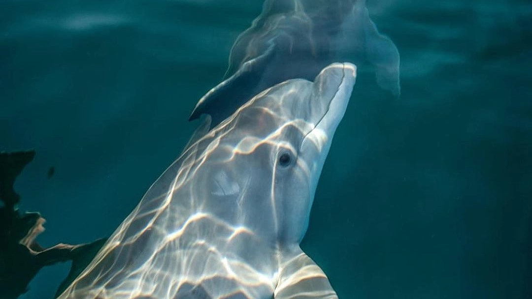 В Черном море заметили дельфина с пятнышком в виде сердца