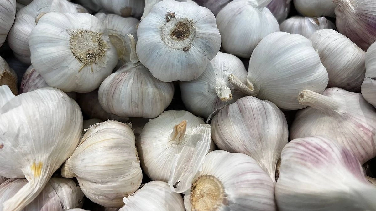 Секретная дата уборки: время когда выкапывать чеснок, как не пропустить момент и собрать идеальный урожай