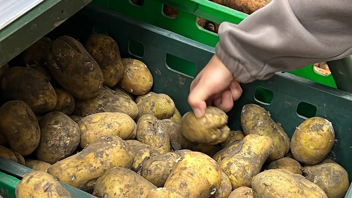 Главная картинка новости: Достал картошку в марте — собрал в 2 раза больше: секрет, о котором молчат агрономы