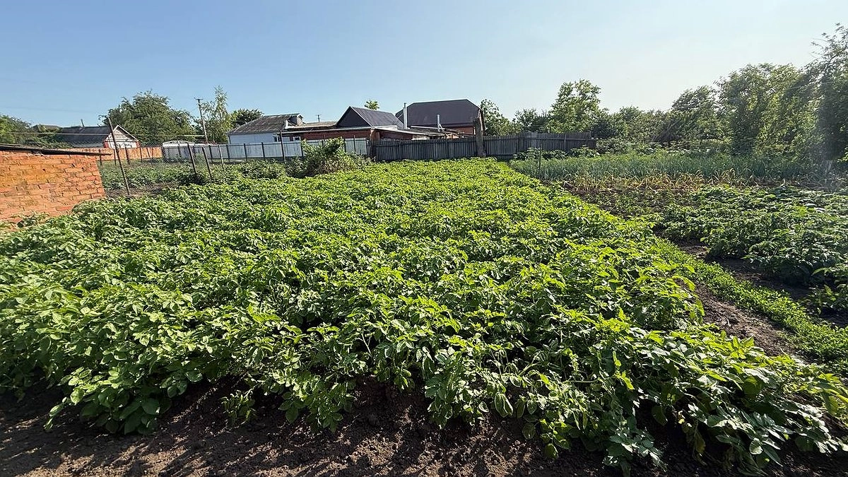Природная стерилизация грядок: чем засеять огород, чтобы навсегда забыть о грибковых болезнях