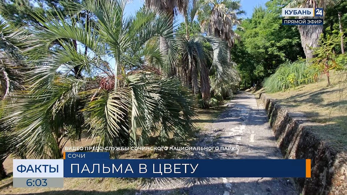 Бутия душистая зацвела в Сочинском нацпарке: сладкий аромат и родственники-орхидеи