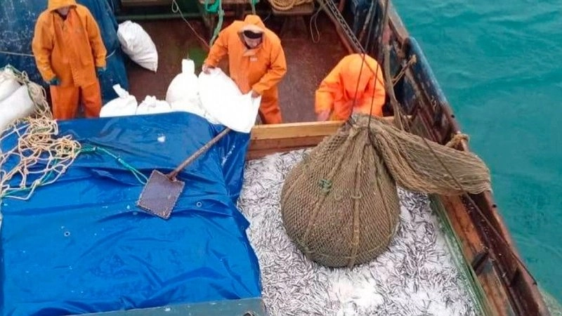 Главная картинка новости: Ученые подтвердили чистоту хамсы: отсутствие нефтепродуктов в рыбе после разлива в Керченском проливе