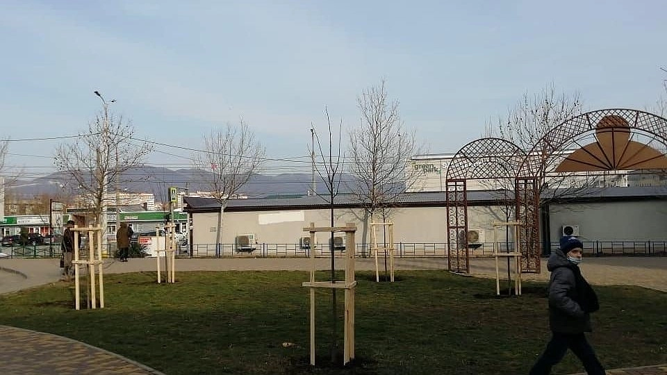 Главная картинка новости: В Новороссийске высаживают новые деревья вместо старых