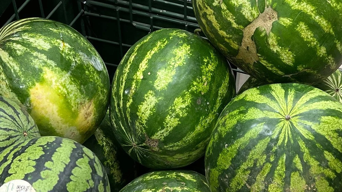 Первые местные арбузы появятся на Кубани в начале июня
