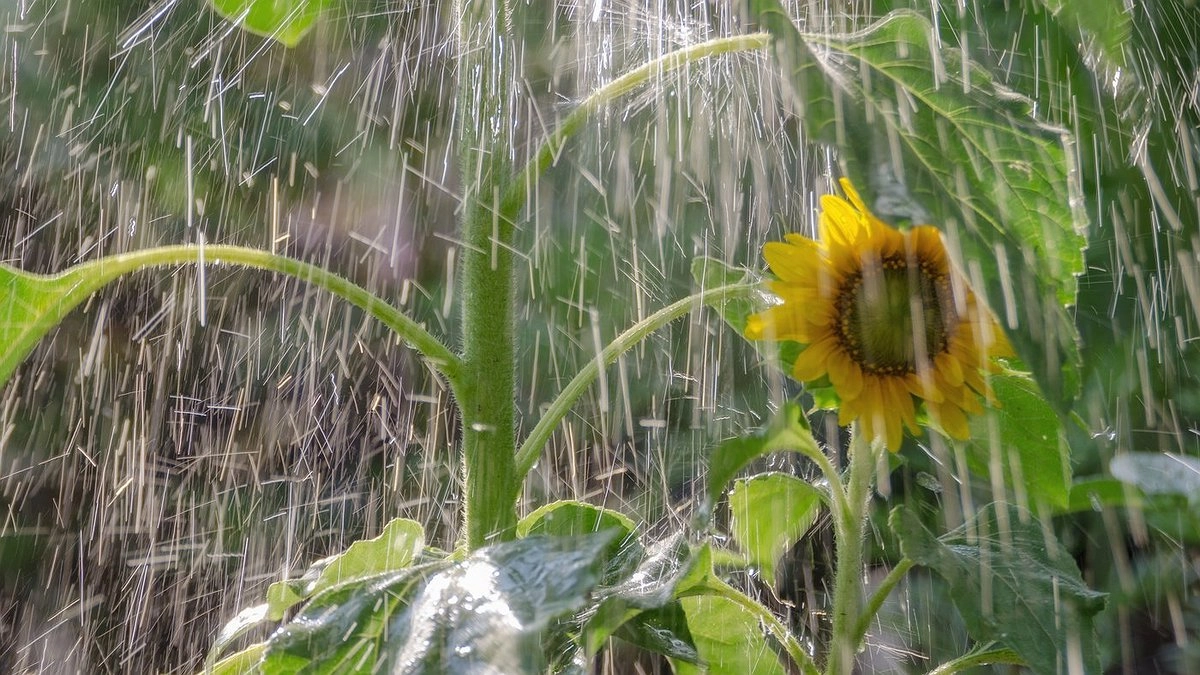 Осень стучится в двери: Кубань готовится к ливням и долгожданной прохладе