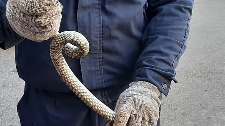 Главная картинка новости: Змеи еще не спят — спасатели Новороссийска продолжают ловить их на детских площадках и во дворах