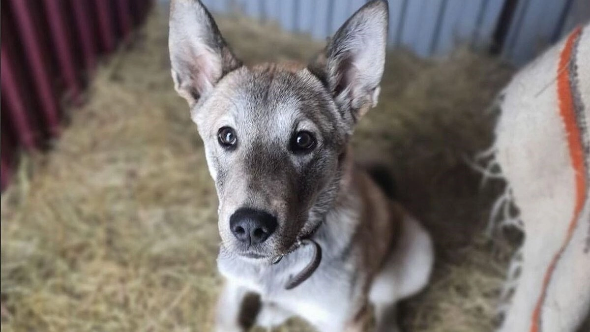 На Камчатке бродячий пес приехал на автобусе в приют для животных